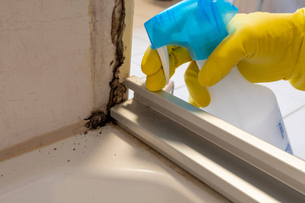 Certified Mold Removal in Conneaut Lakeshore, PA