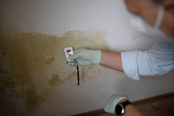 Best Attic Mold Removal  in Conneaut Lakeshore, PA
