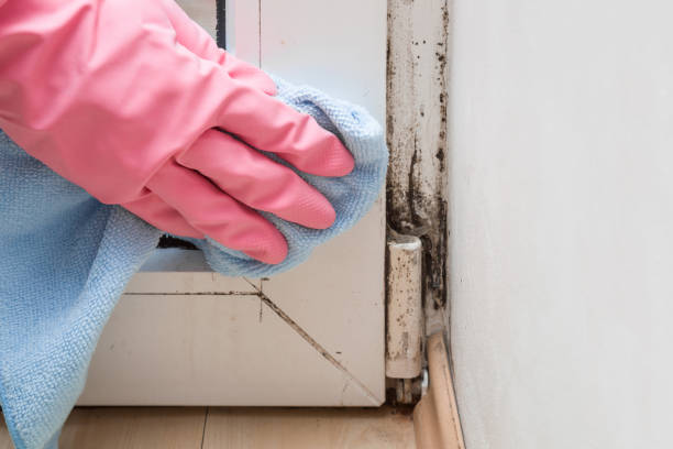 Best Certified Mold Removal  in Conneaut Lakeshore, PA